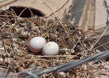 تخم گذاری کبوتر وحشی در یکی از چاه‌های نفت و گاز | نفت آنلاین