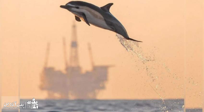 دلفین | خلیج فارس | نفت آنلاین