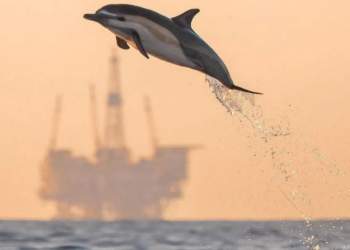 دلفین | خلیج فارس | نفت آنلاین