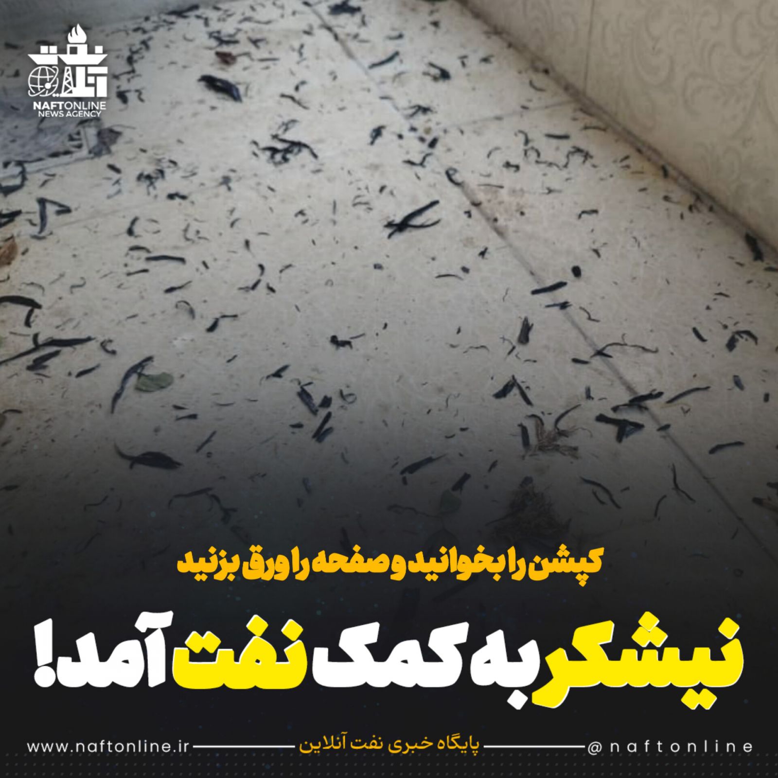 نیشکر و نفت